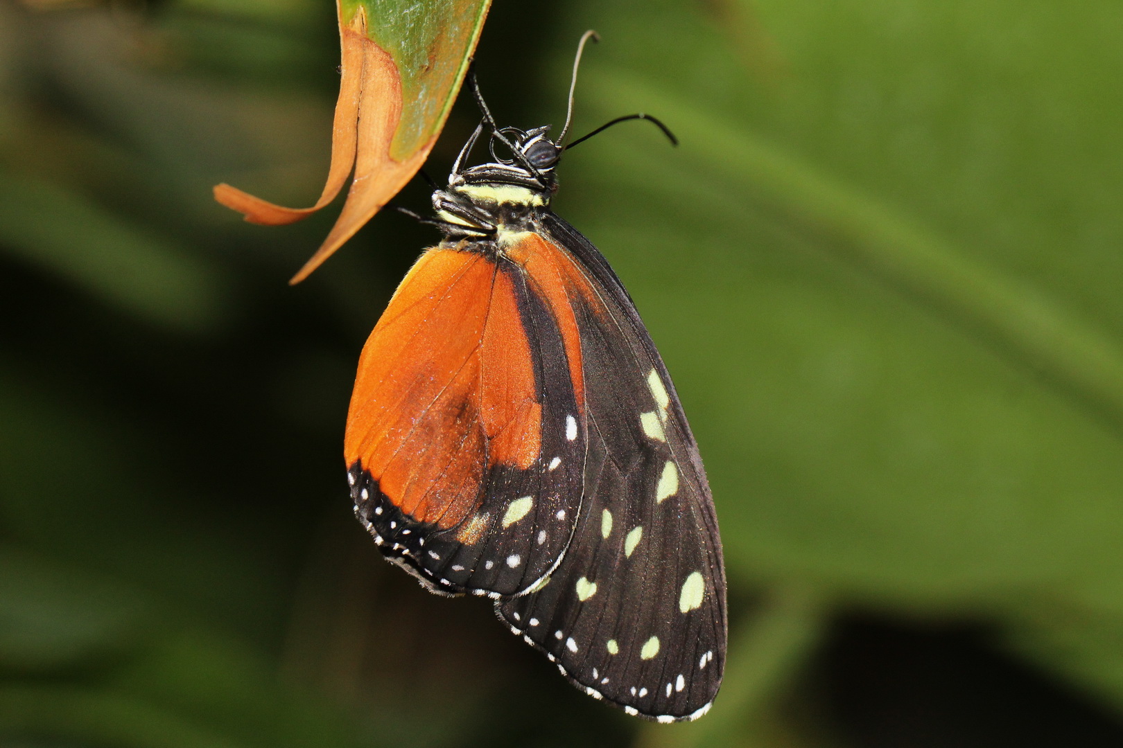 Tithorea tarricina pintheas