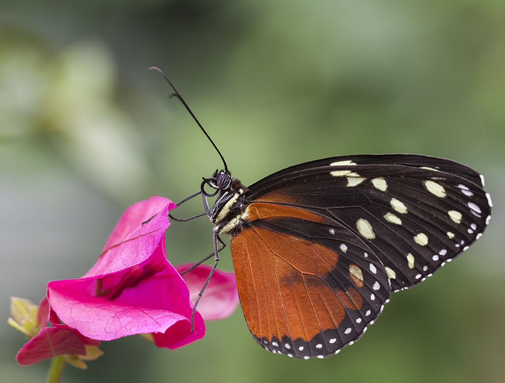 Tithorea tarricina pinthias