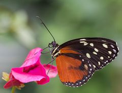 Tithorea tarricina pinthias