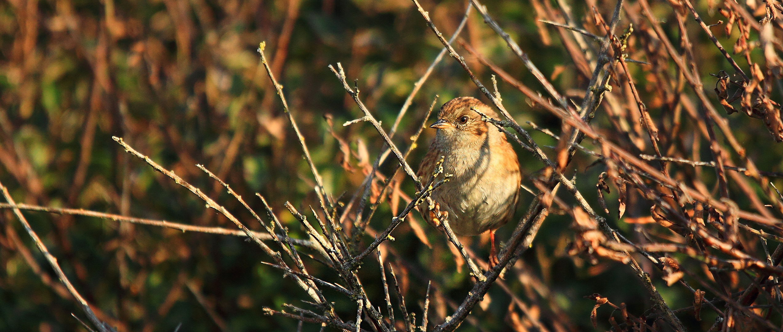 TITI DANS LES BRANCHES...