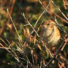 TITI DANS LES BRANCHES...