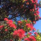 titirangi beach neuseeland