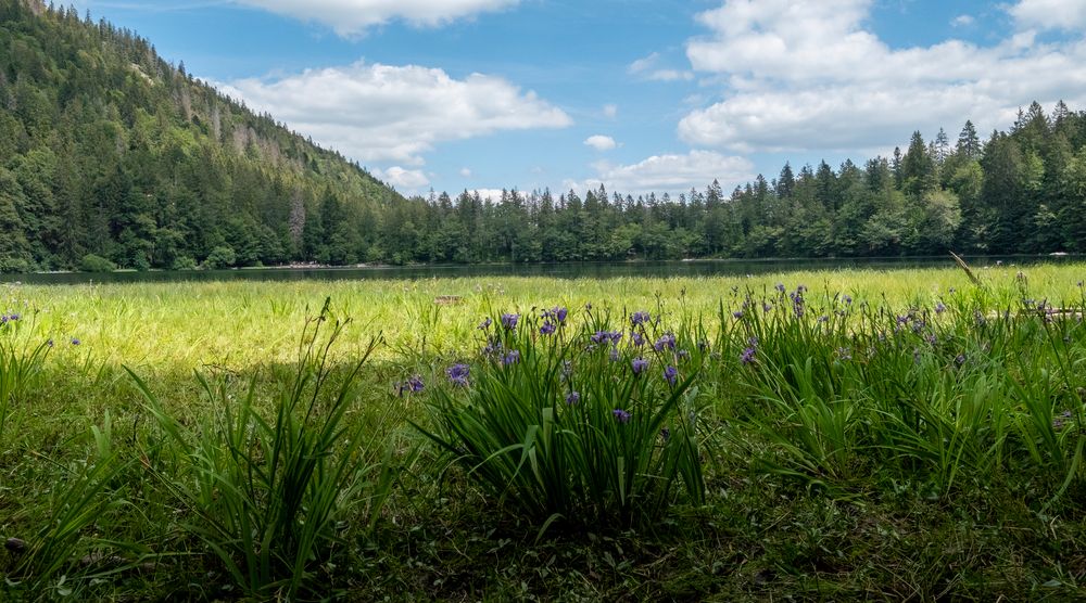 Titisee