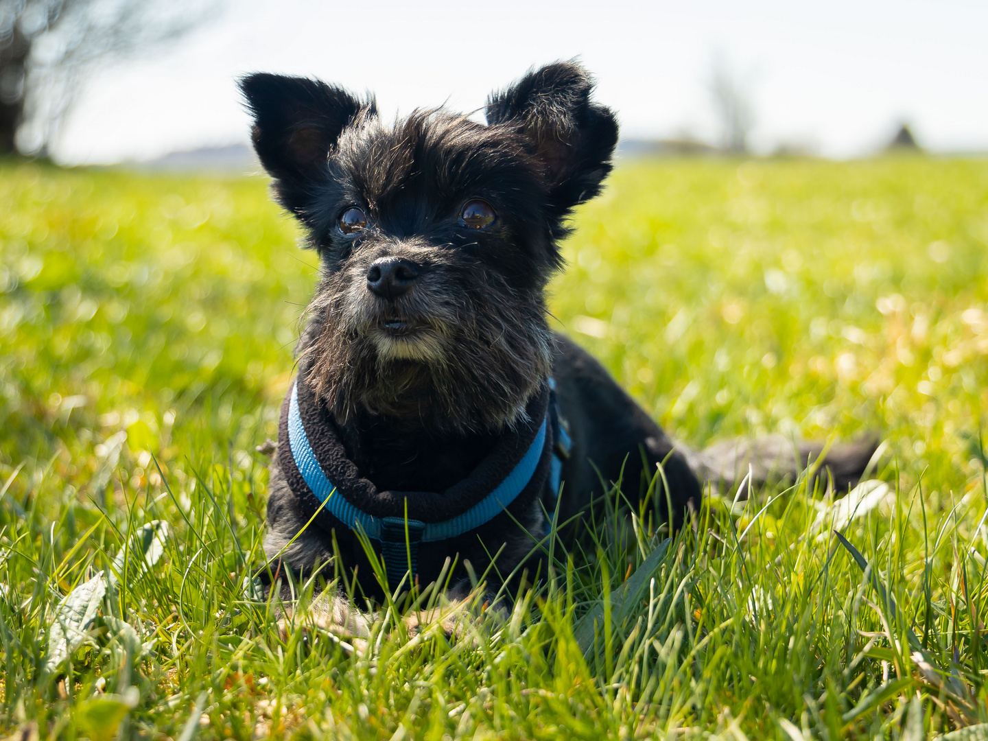 Titus kleine Hunde brauchen große Namen Foto &amp; Bild tiere