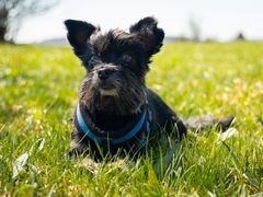 Titus - kleine Hunde brauchen große Namen