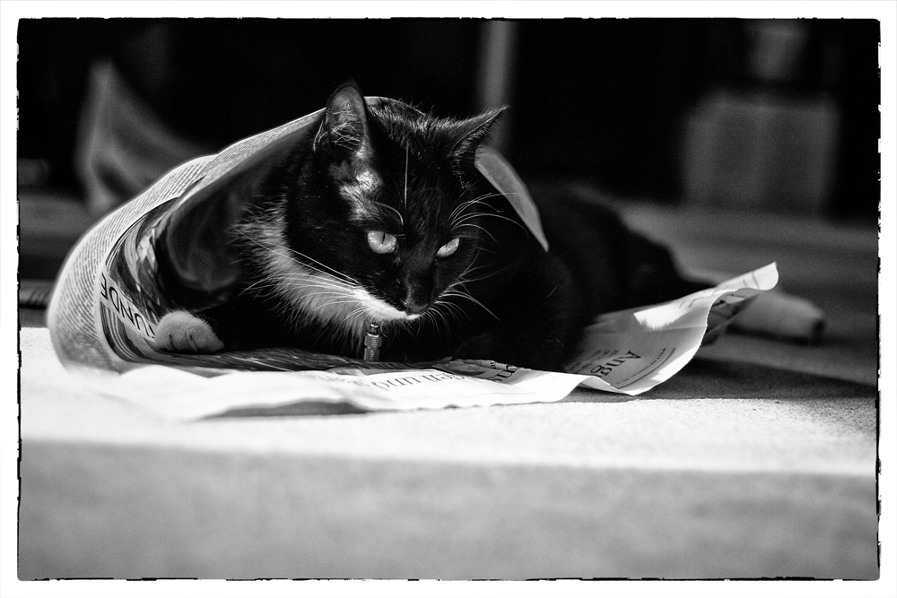 Titus liest Zeitung
