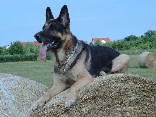 Titus voll auf der Rolle