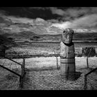 - tiwanaku -