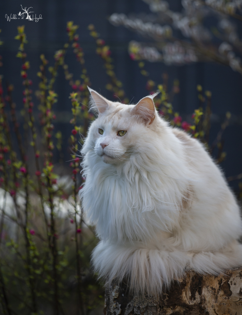 Tizian hat alles im Blick