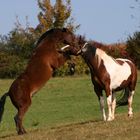 Tizian und Wyoming