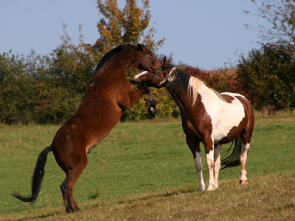 Tizian und Wyoming