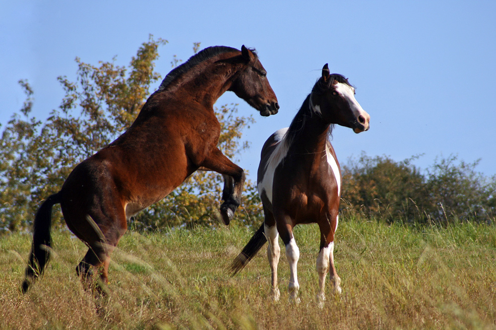 Tizian und Wyoming