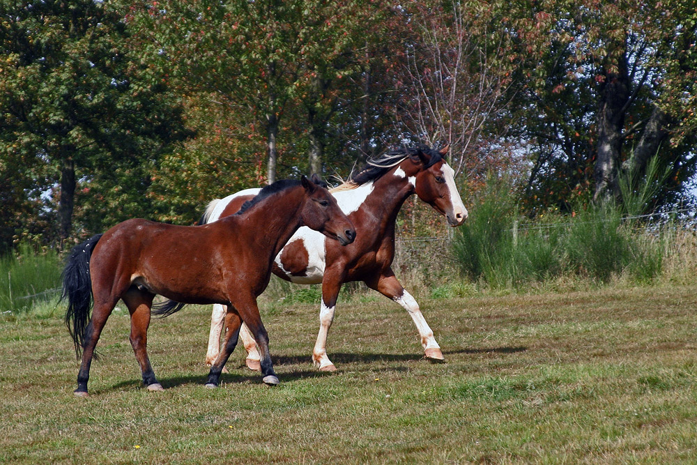 Tizian und Wyoming