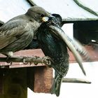 Tja, da sollten wir Zweibeiner mal schauen wie die Kinderstube in der Vogelwelt aussieht...