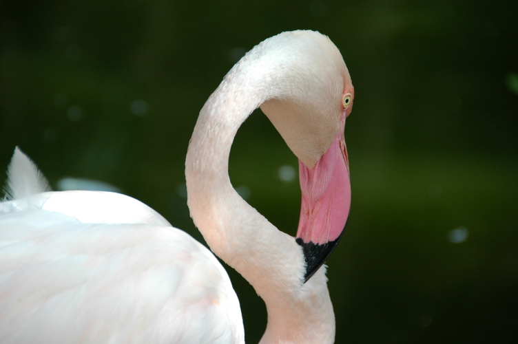tja - Flamingo
