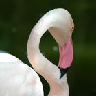 tja - Flamingo