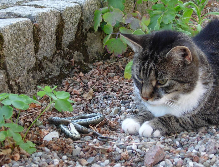 Tja - mal keine brave Katze