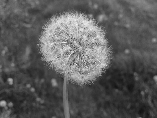 Tja.. Pusteblume!