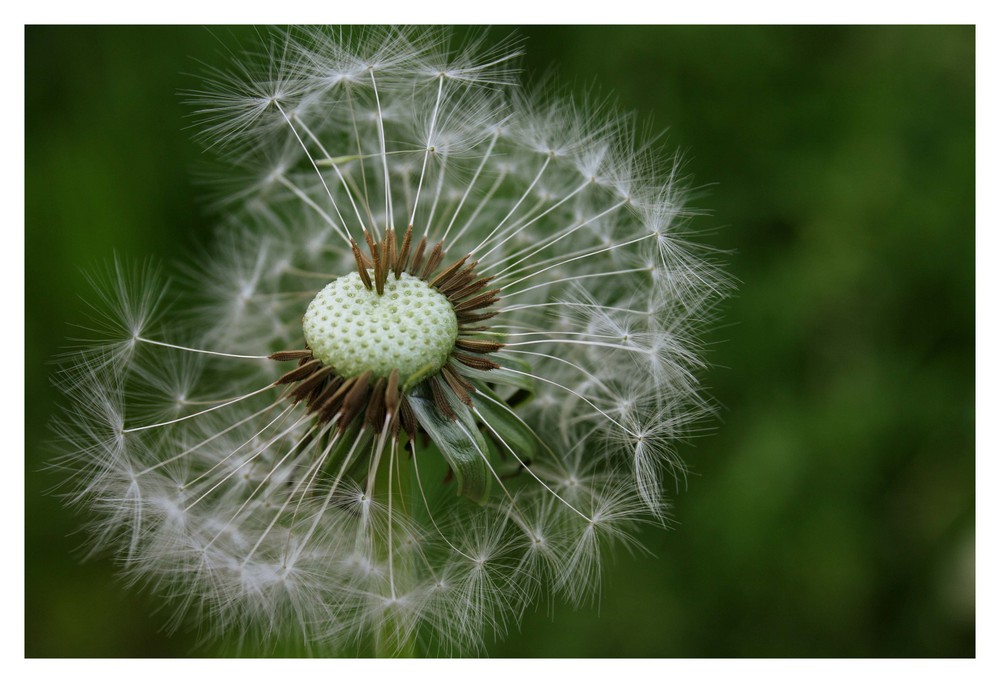 tja... pusteblume...