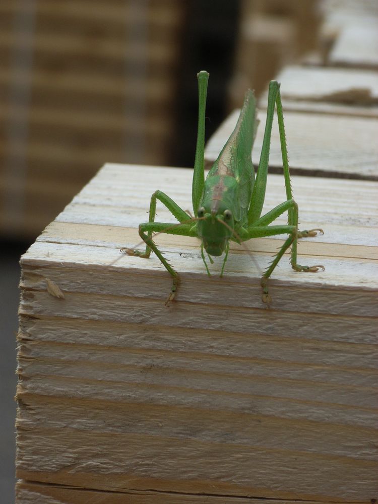 Tja... Soll ich wirklich runter? Foto & Bild | tiere, wildlife, natur ...