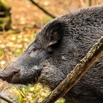 "Tja .... was grinst denn die wilde Sau da vor sich hin"? (ISO 3200)