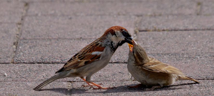 Tja, wenn das Kind Hunger hat, dann wird gefüttert, auch mitten auf der Straße