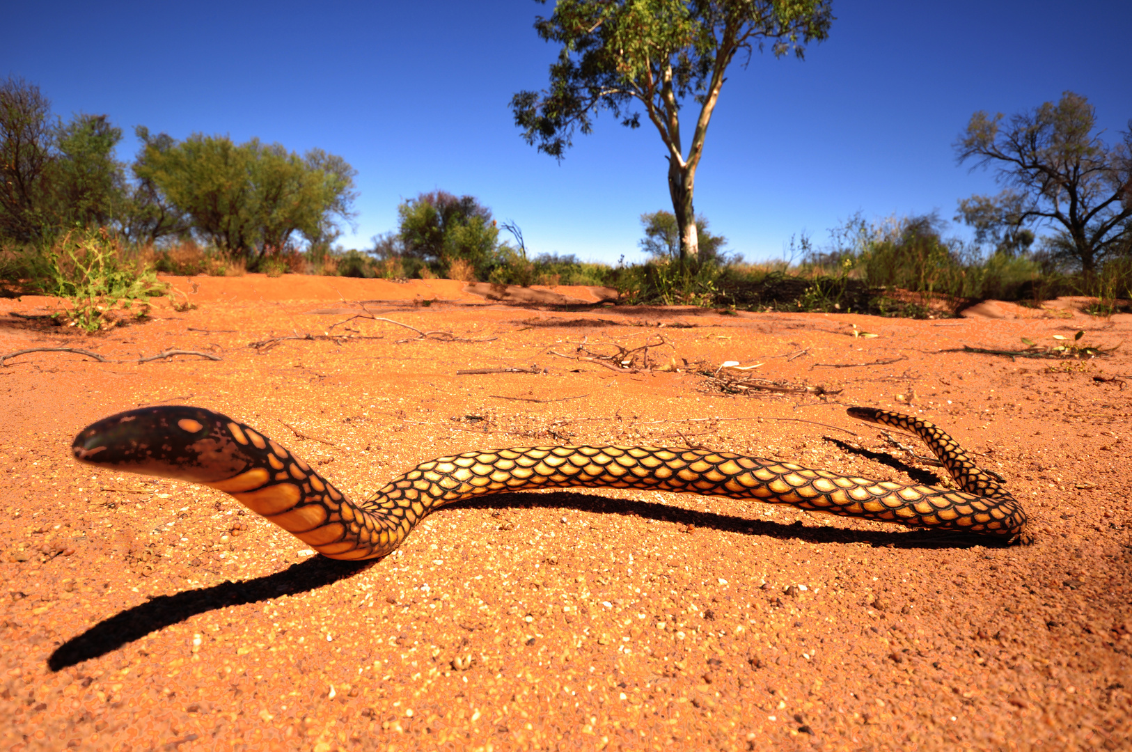 Tjukurpa Handmade Snake