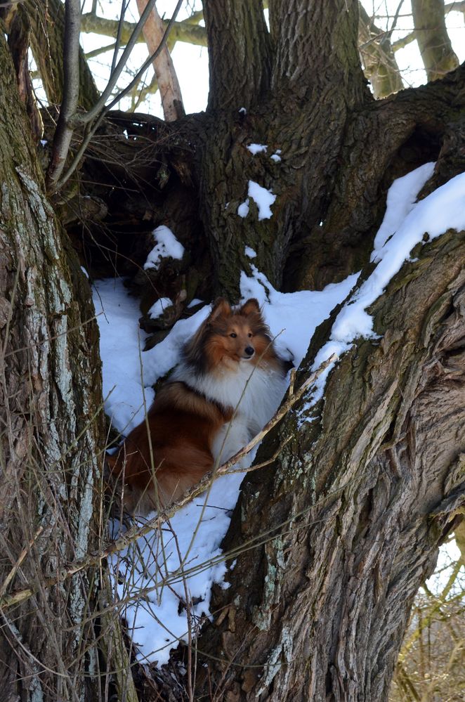 Tjure im Baum :-)