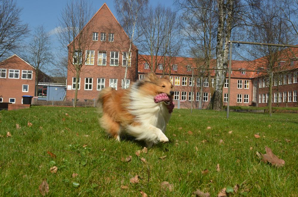 Tjure im Rausch des Frühling