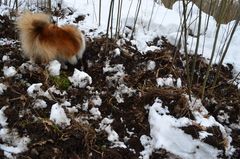 Tjure im Wildschwein Gewühle.