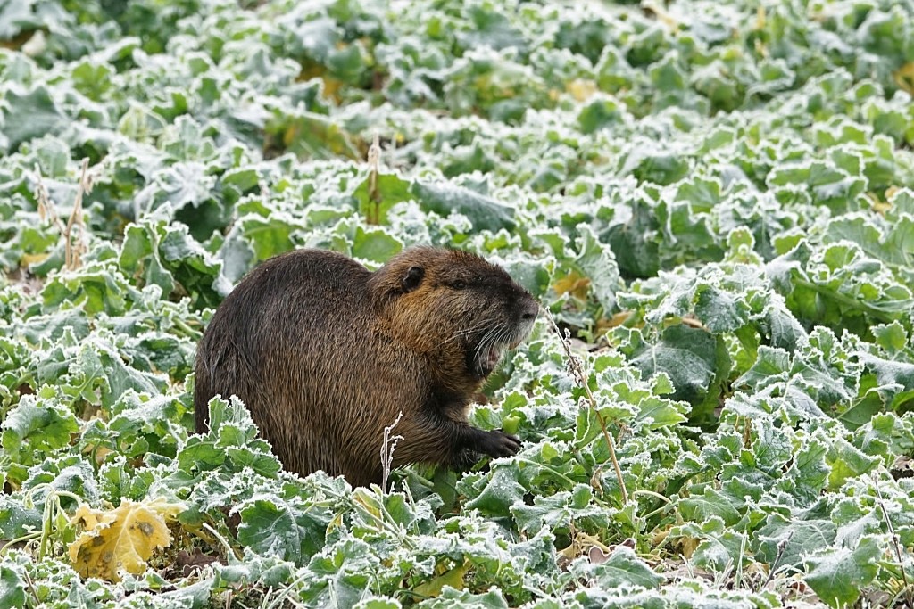 TK-Gemüse für die Nutria...