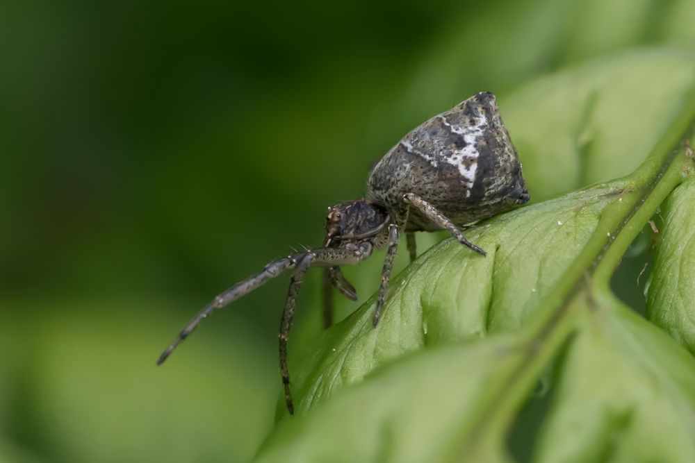 Tmarus piger Foto & Bild natur, insekten, wildlife Bilder auf