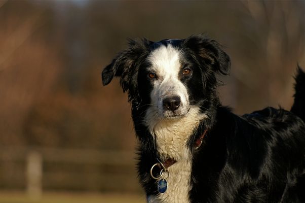 T.M.M. Fallone Frontale