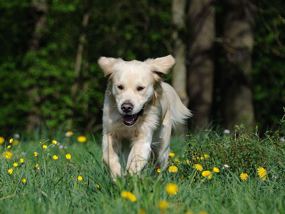 T.MM: Flauschige Blondinen...