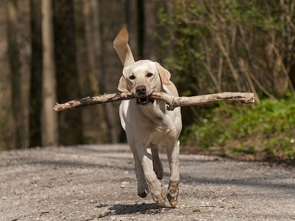 T.MM.: Hund mittig, Stock mittig, Schwanz mittig...