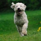 T.MM.: Ich bin ein mittiger Goldendoodle !!!