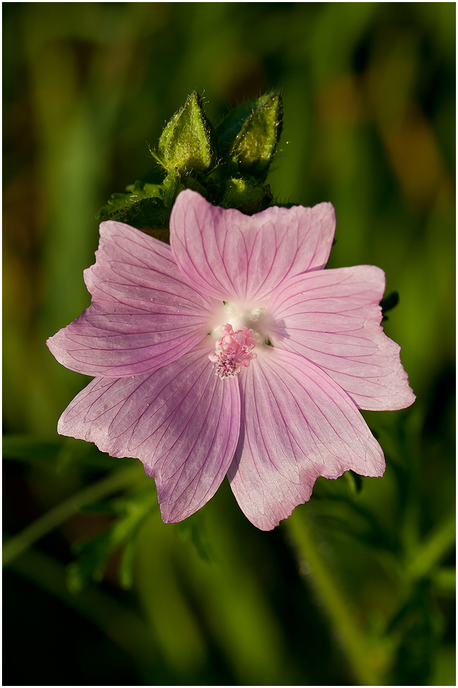 T.MM Plümchen