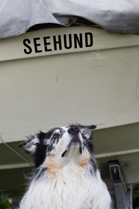 T.MM-Seehund