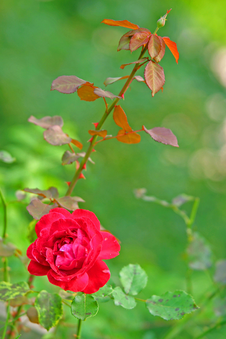 To a blood red rose.................