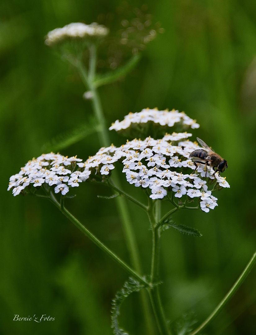 To be a bee