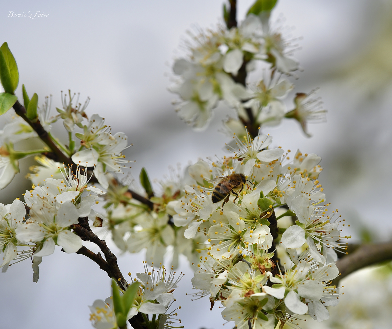 To be a bee