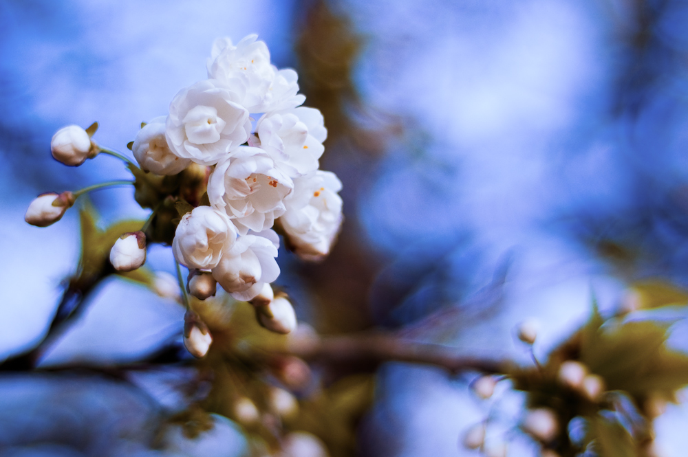 to be in flower