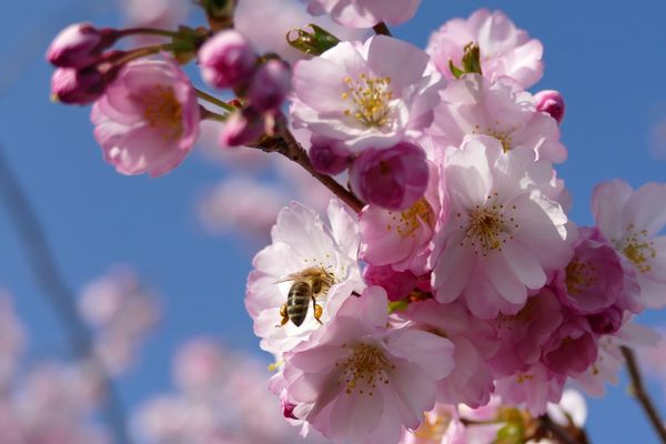 To Bee or Not to Bee