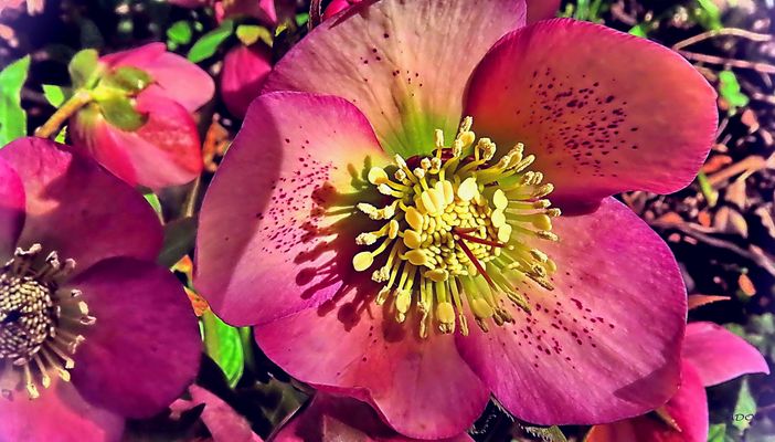 To Celebrate the first of March