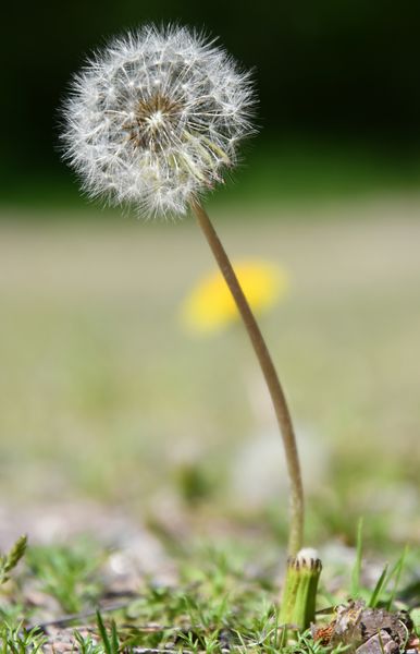 To dandelion rank on same picture