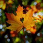 "To-Do-Liste für den Herbst"