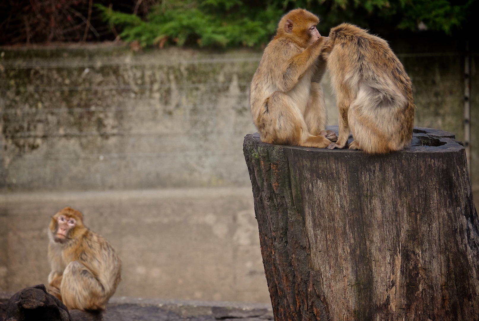 To groom or not to groom or everybody needs a friend