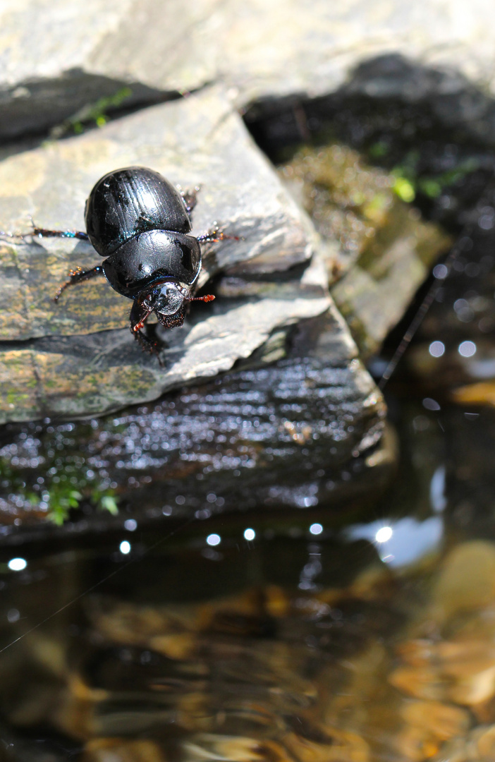 To hot...ab ins Wasser!