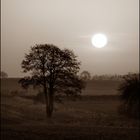 TO LOOK OUT (Sepia)