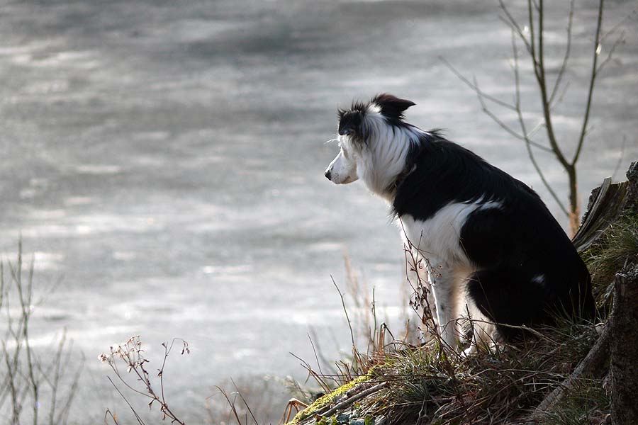 To sit with a dog on a hillside ...